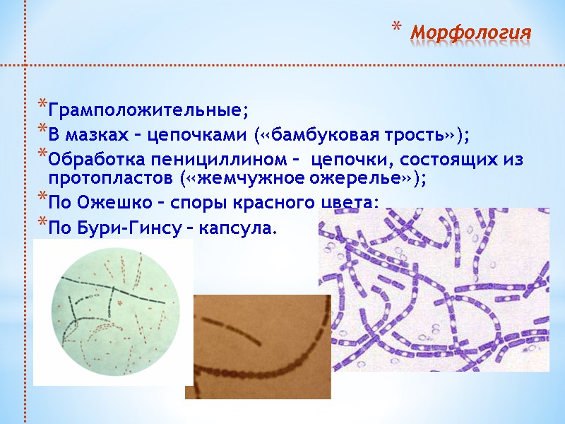 Морфология  Грамположительные;  В мазках – цепочками («бамбуковая трость»);  Обработка пенициллином –